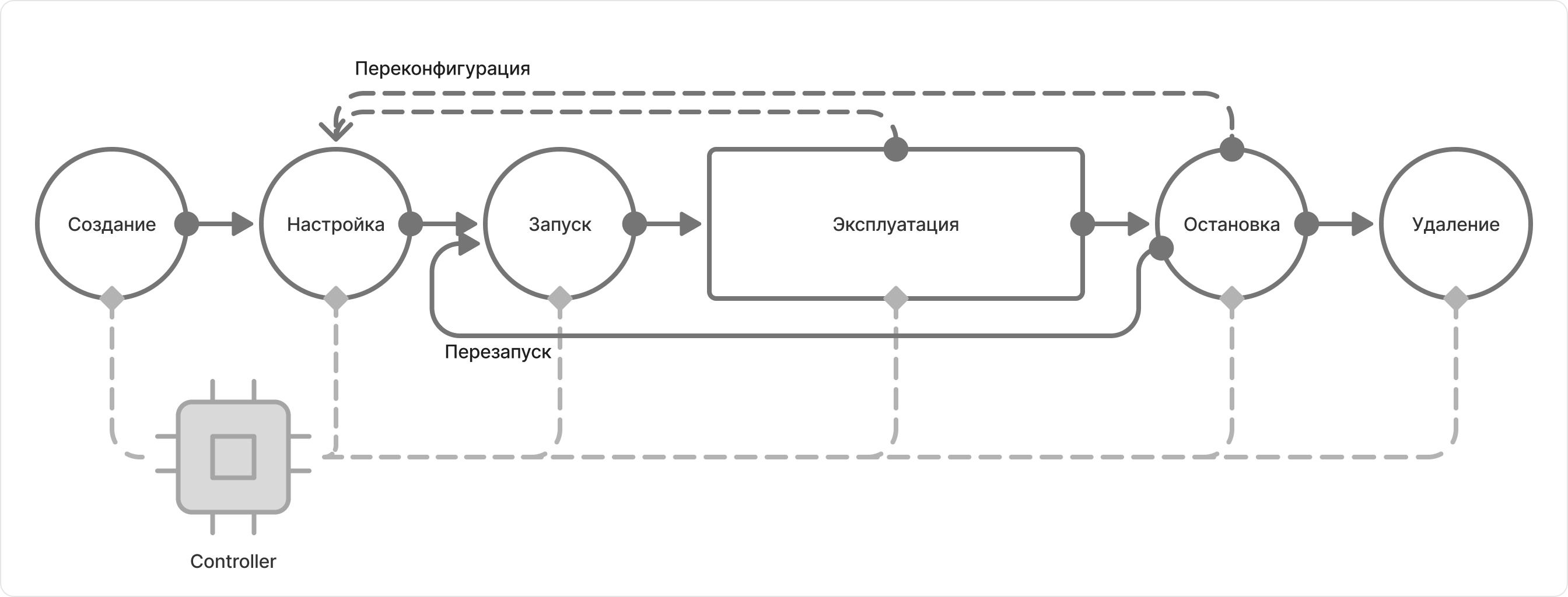 life cycle
